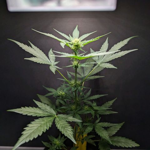 Northern Lights #1 growlog timeline photo