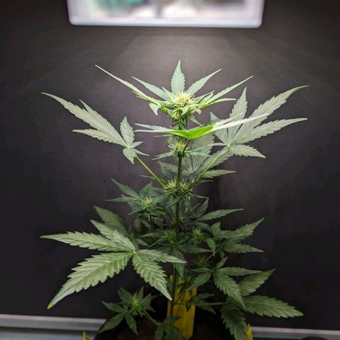 Northern Lights #1 growlog timeline photo