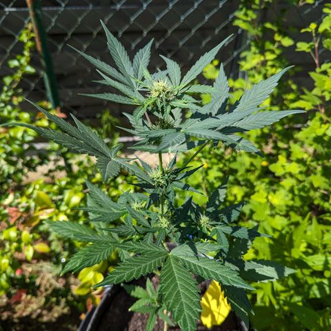 Northern Lights #1 growlog photo: 3. mal draußen