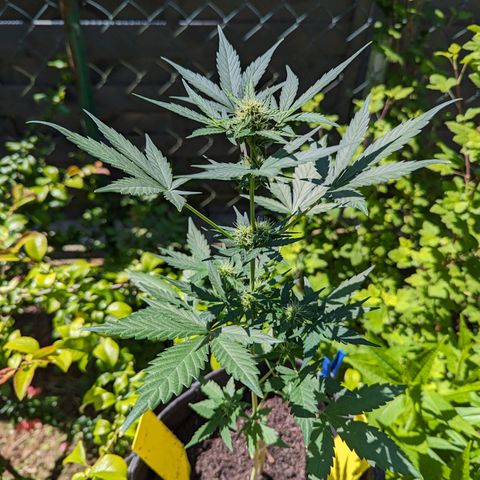 Northern Lights #1 growlog timeline photo