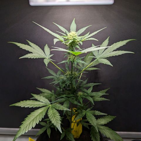 Northern Lights #1 growlog timeline photo