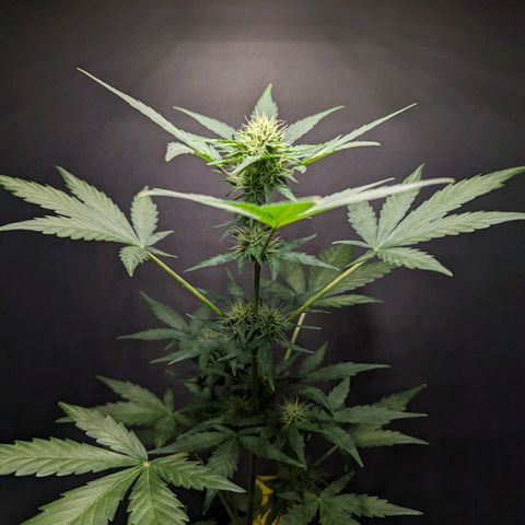 Northern Lights #1 growlog timeline photo