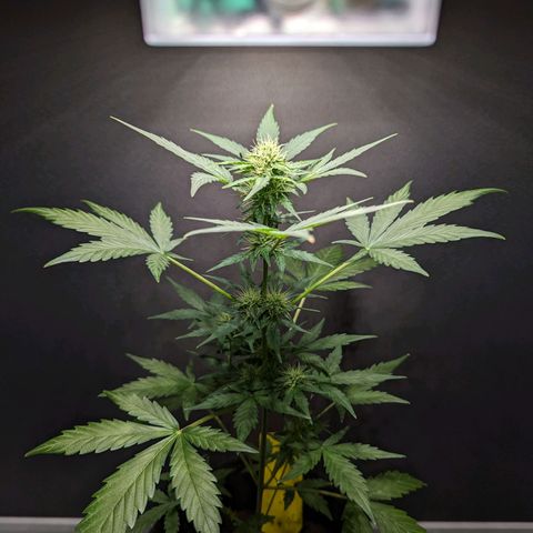 Northern Lights #1 growlog timeline photo