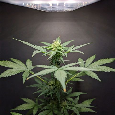 Northern Lights #1 growlog timeline photo