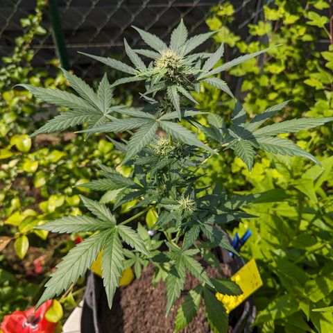 Northern Lights #1 growlog timeline photo