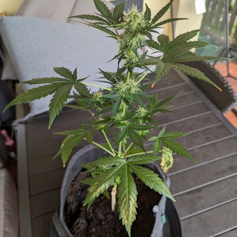 Northern Lights #1 growlog timeline photo