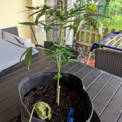 Northern Lights #1 growlog timeline photo