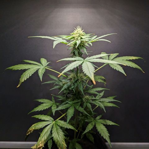 Northern Lights #1 growlog timeline photo