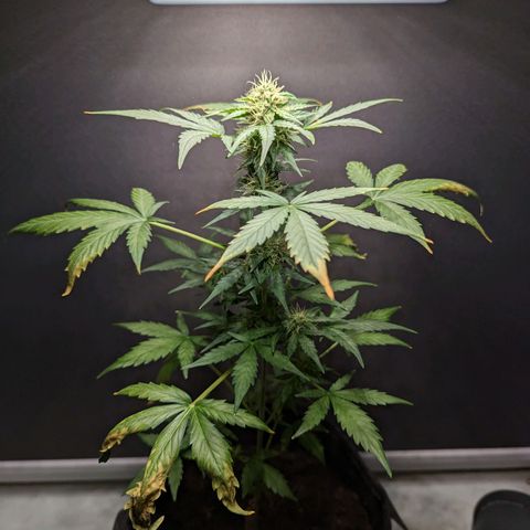 Northern Lights #1 growlog timeline photo