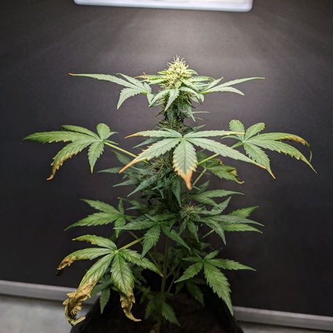 Northern Lights #1 growlog timeline photo