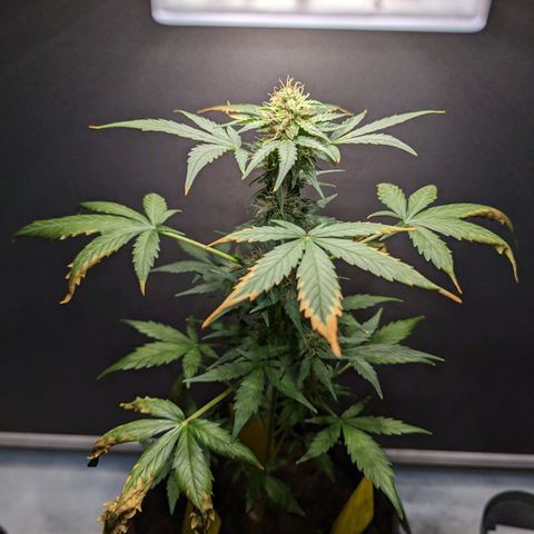 Northern Lights #1 growlog timeline photo