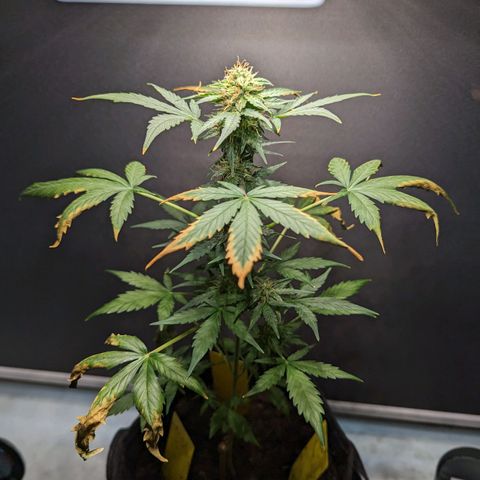 Northern Lights #1 growlog timeline photo