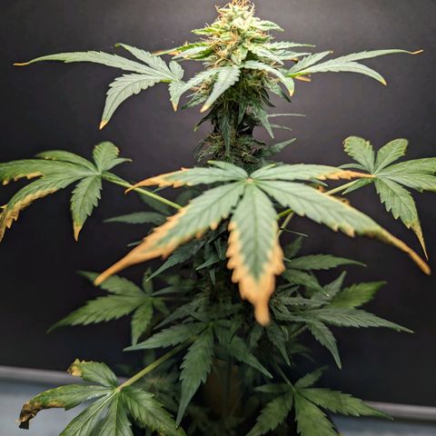 Northern Lights #1 growlog timeline photo