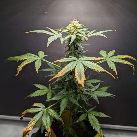 Northern Lights #1 growlog timeline photo