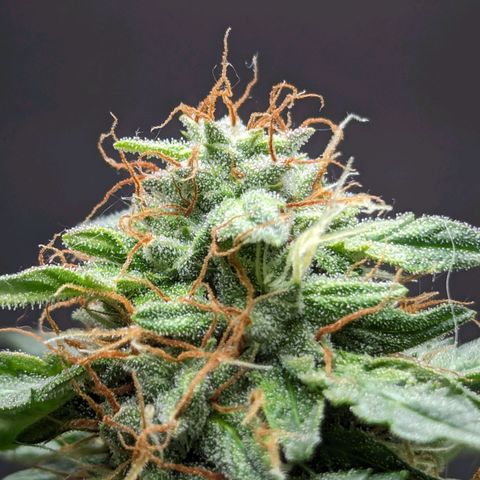Northern Lights #1 growlog timeline photo