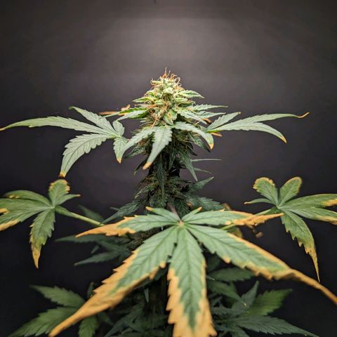 Northern Lights #1 growlog timeline photo