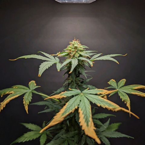 Northern Lights #1 growlog timeline photo