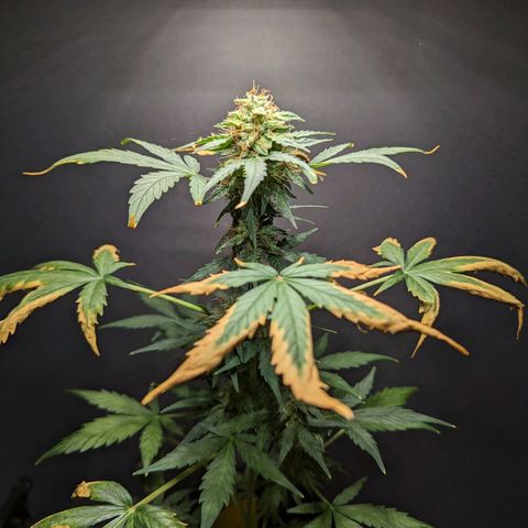 Northern Lights #1 growlog timeline photo