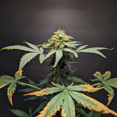 Northern Lights #1 growlog timeline photo
