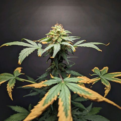 Northern Lights #1 growlog timeline photo