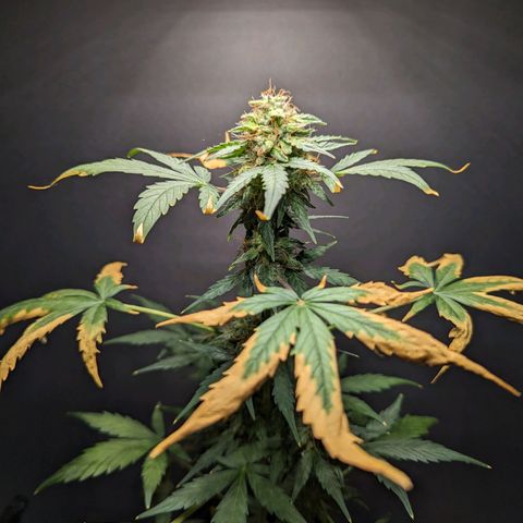 Northern Lights #1 growlog timeline photo