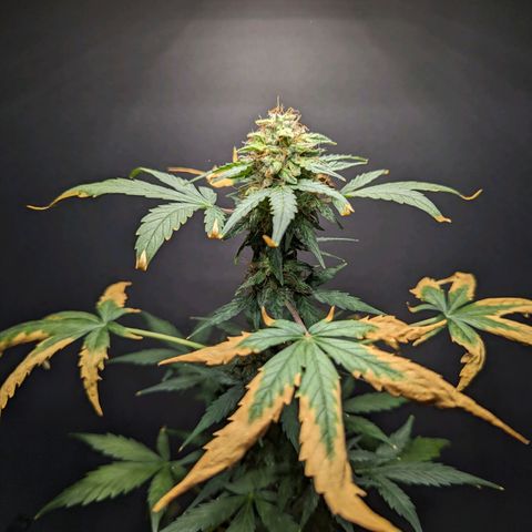 Northern Lights #1 growlog timeline photo