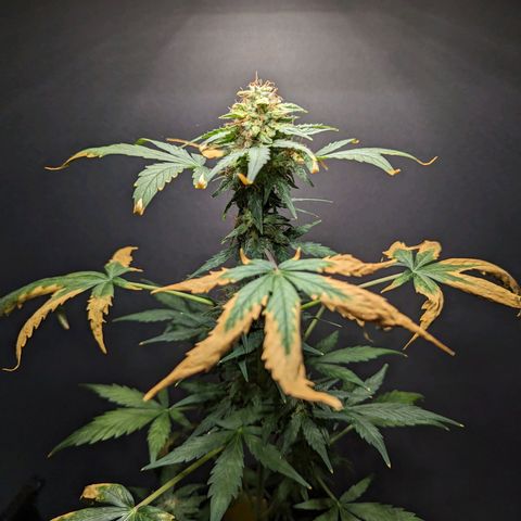 Northern Lights #1 growlog timeline photo