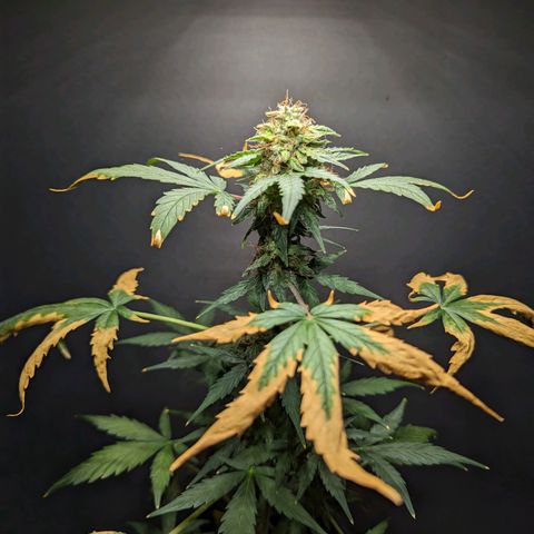 Northern Lights #1 growlog timeline photo