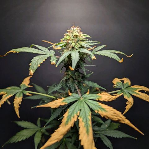 Northern Lights #1 growlog timeline photo
