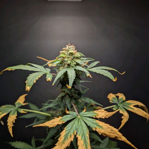 Northern Lights #1 growlog timeline photo