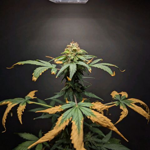 Northern Lights #1 growlog timeline photo