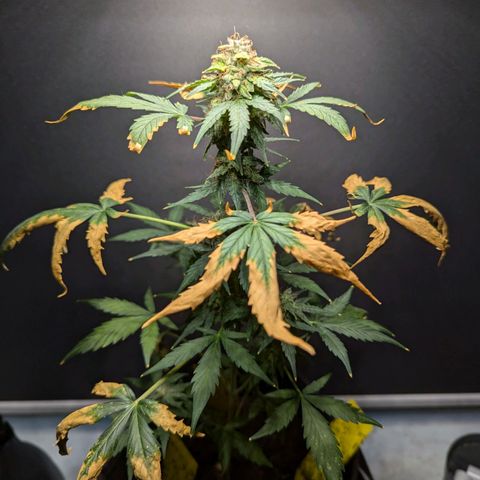 Northern Lights #1 growlog timeline photo