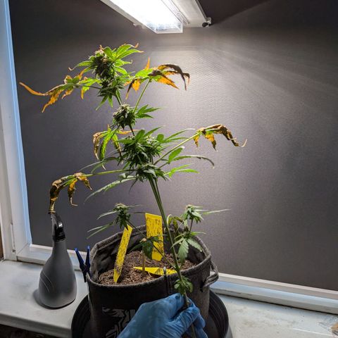 Northern Lights #1 growlog timeline photo
