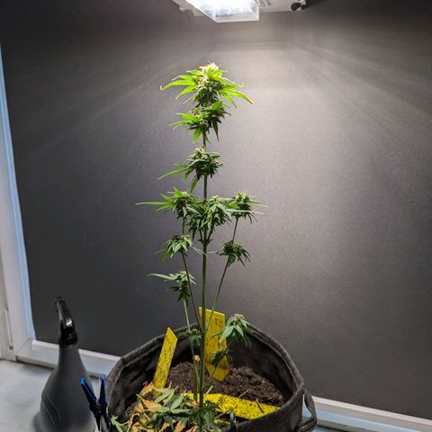 Northern Lights #1 growlog timeline photo