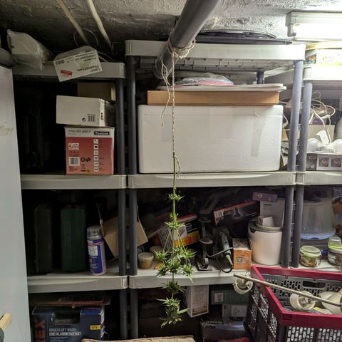 Northern Lights #1 growlog timeline photo