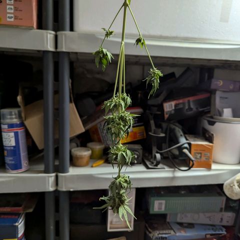 Northern Lights #1 growlog timeline photo