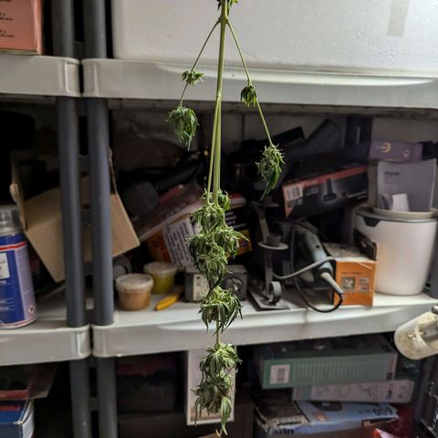Northern Lights #1 growlog timeline photo