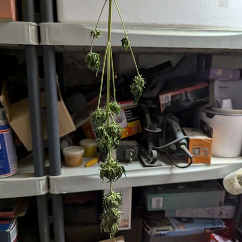 Northern Lights #1 growlog timeline photo