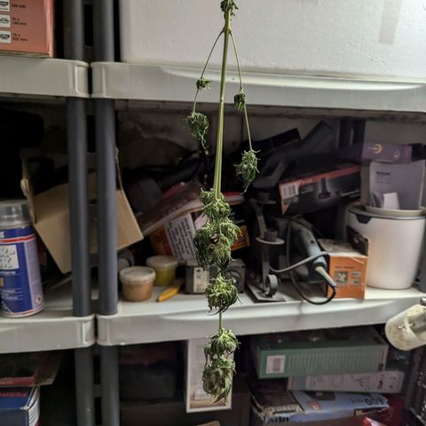 Northern Lights #1 growlog timeline photo
