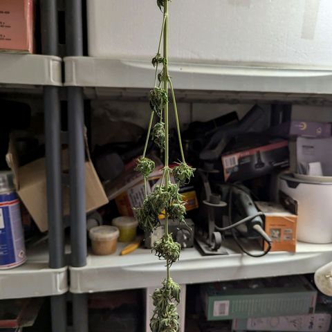 Northern Lights #1 growlog timeline photo