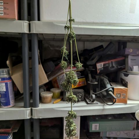 Northern Lights #1 growlog timeline photo
