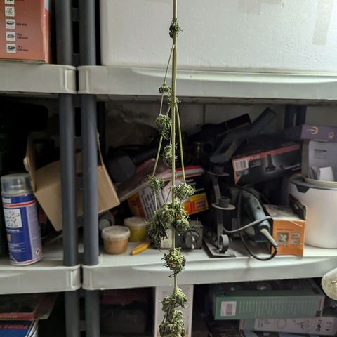 Northern Lights #1 growlog timeline photo