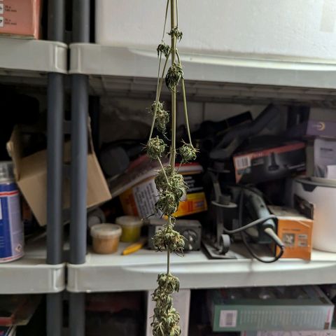 Northern Lights #1 growlog timeline photo
