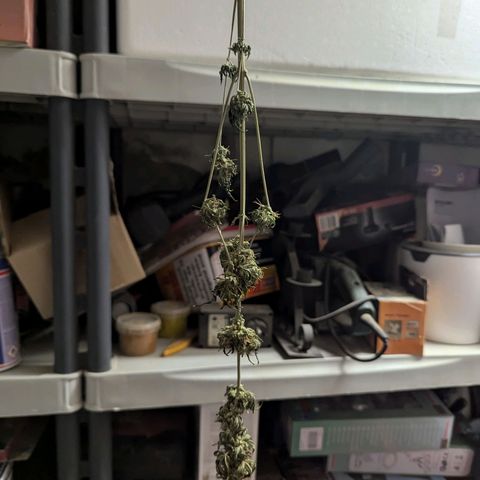 Northern Lights #1 growlog timeline photo