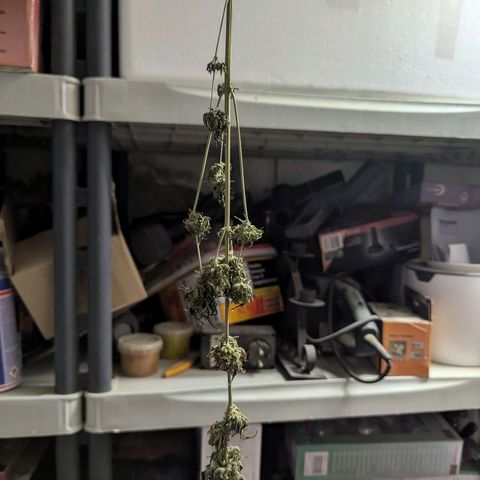 Northern Lights #1 growlog timeline photo