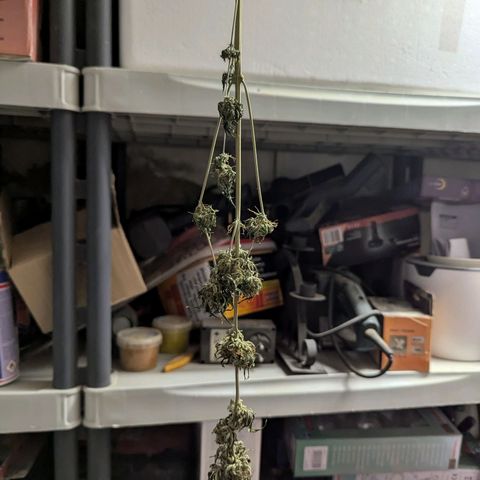Northern Lights #1 growlog timeline photo