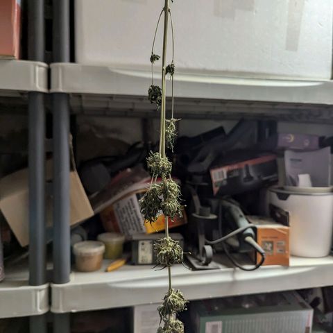 Northern Lights #1 growlog timeline photo