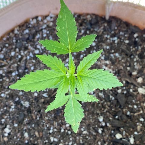 Purple Kush  growlog timeline photo