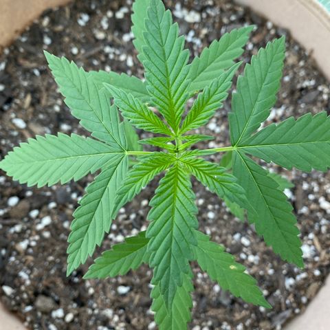Purple Kush  growlog timeline photo