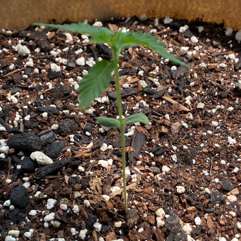 Purple Kush  growlog timeline photo